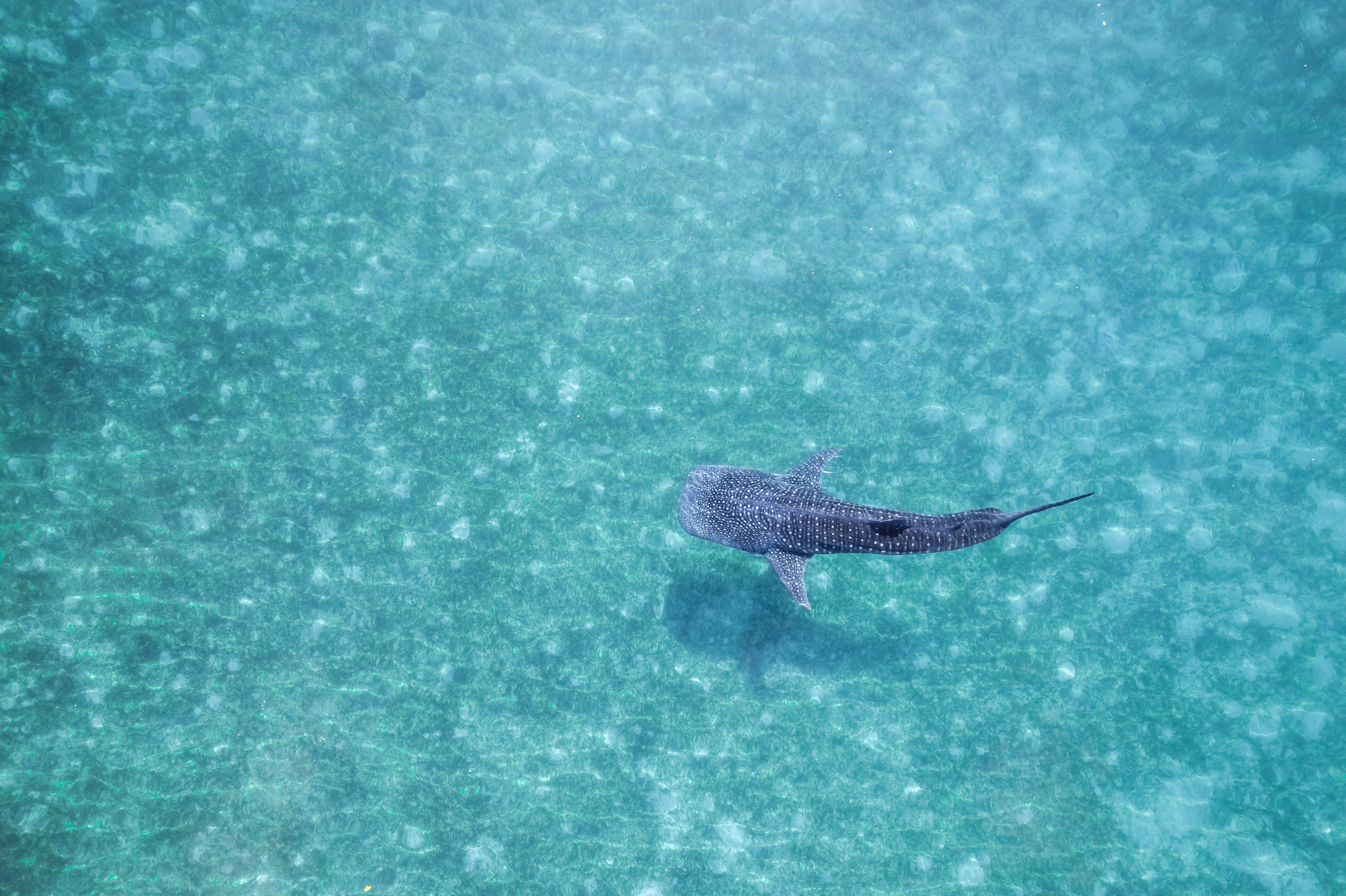 Whalesharks swimming in ocean drone aerial footage Cebu Philippines