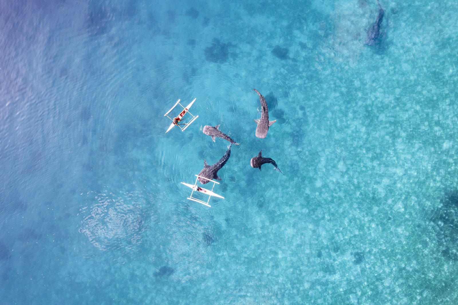 Whalesharks swimming in ocean drone aerial footage Cebu Philippines