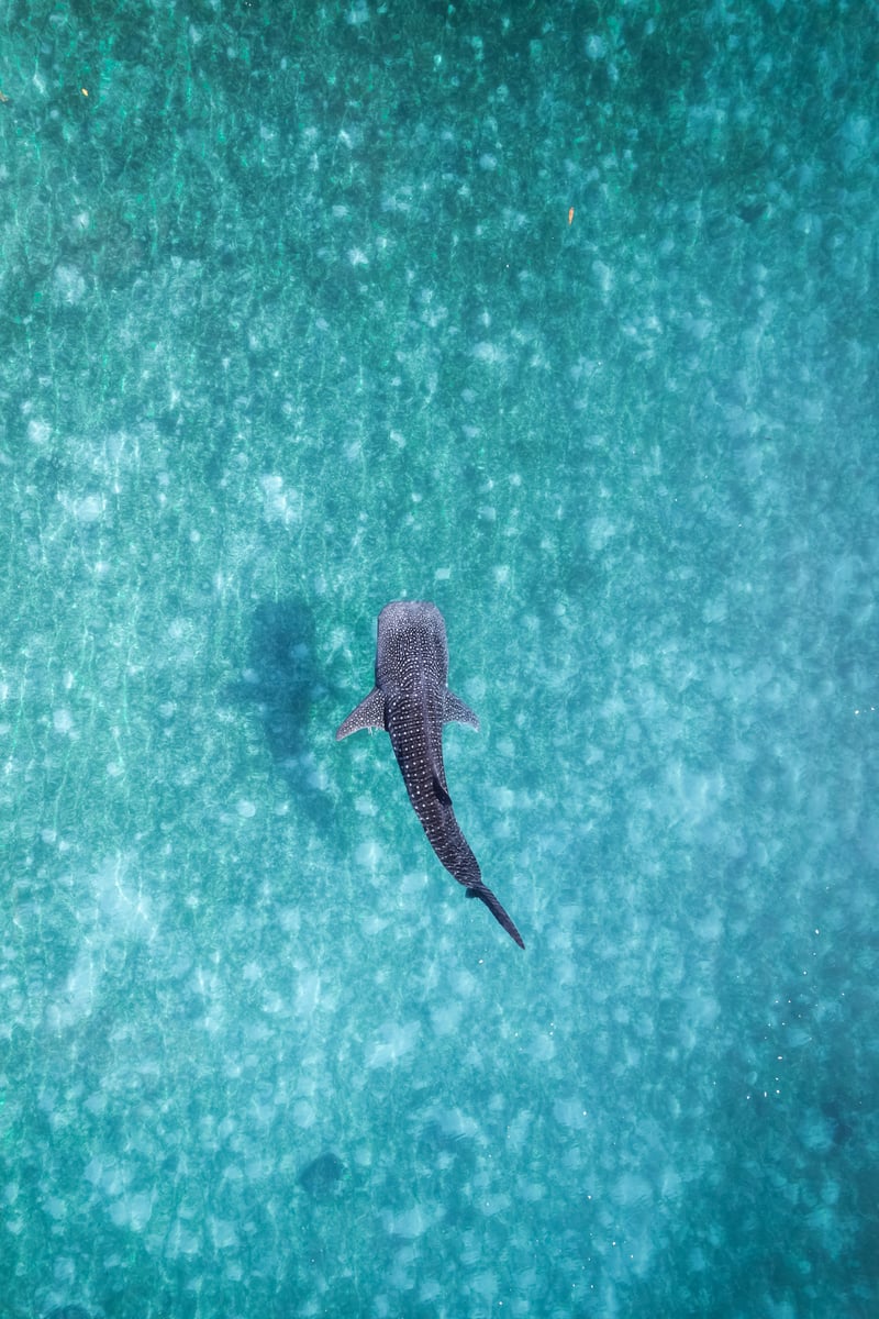 Whalesharks swimming in ocean drone aerial footage Cebu Philippines