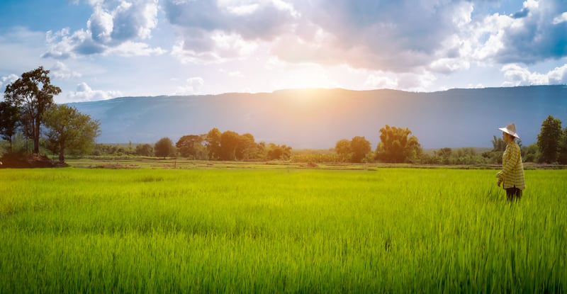 Woman farmer staring green rice seedlings in a paddy field with beautiful sky and cloudthichaa