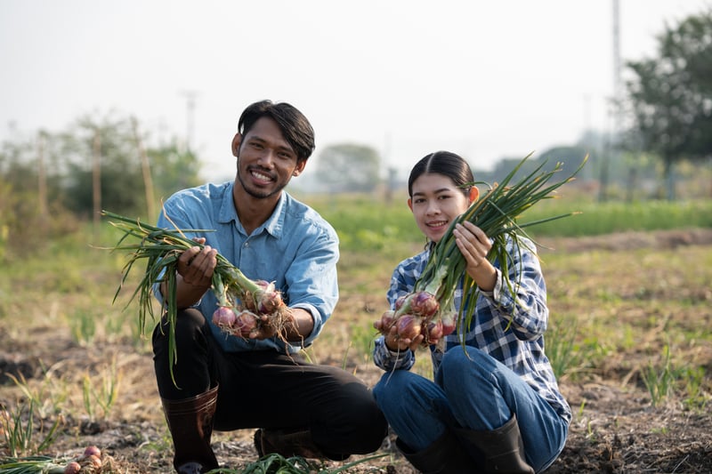 Two Adults Holding Fresh Onions in a Fieldpaegagz