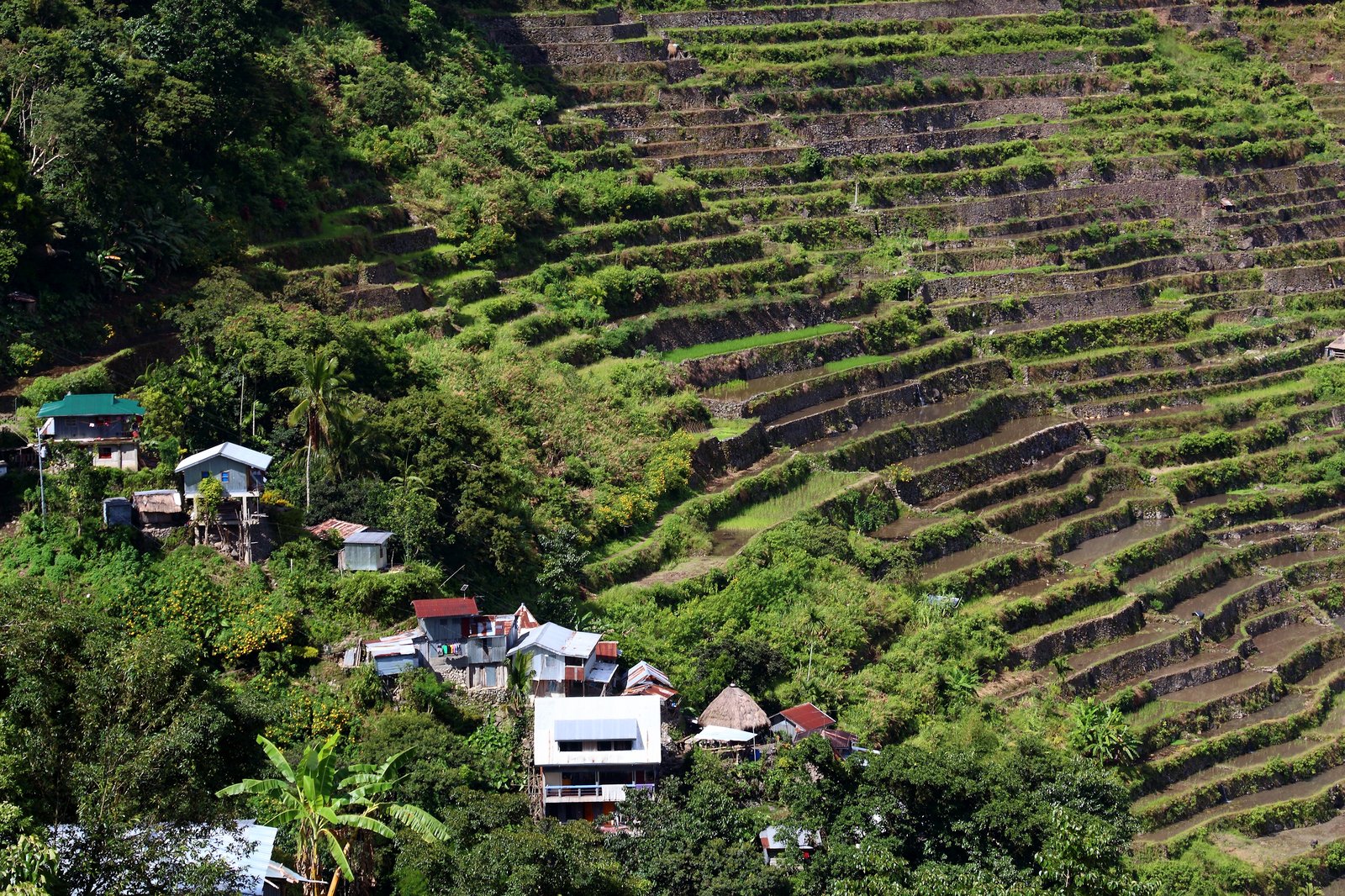 Philippines Rice Terraces - Rice Cultivation In Batad Village (Banaue Area). South East Asia.