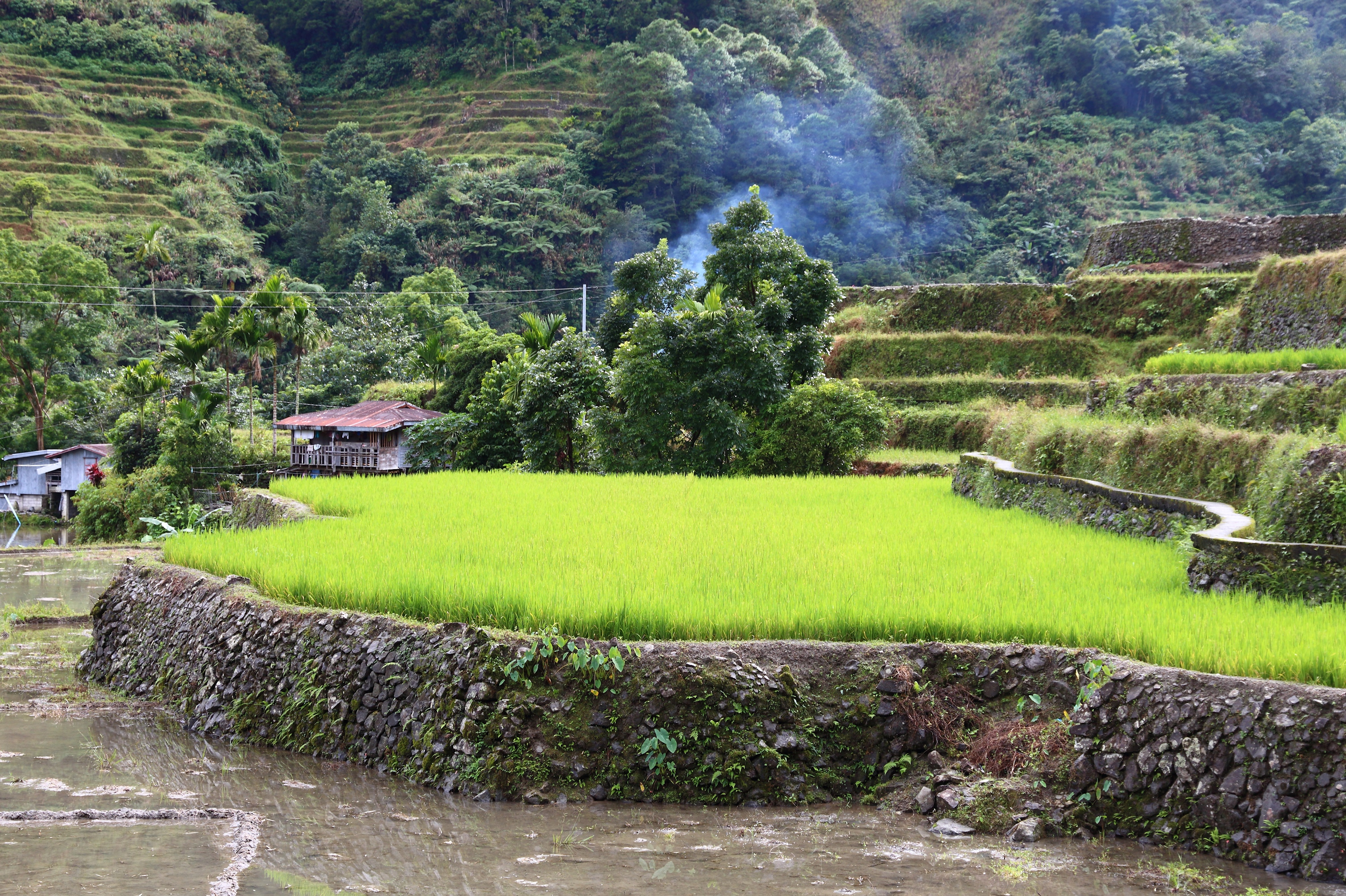 Philippines Rice Terrace Landscape - Rice Cultivation In Hapao Village (Hungduan).