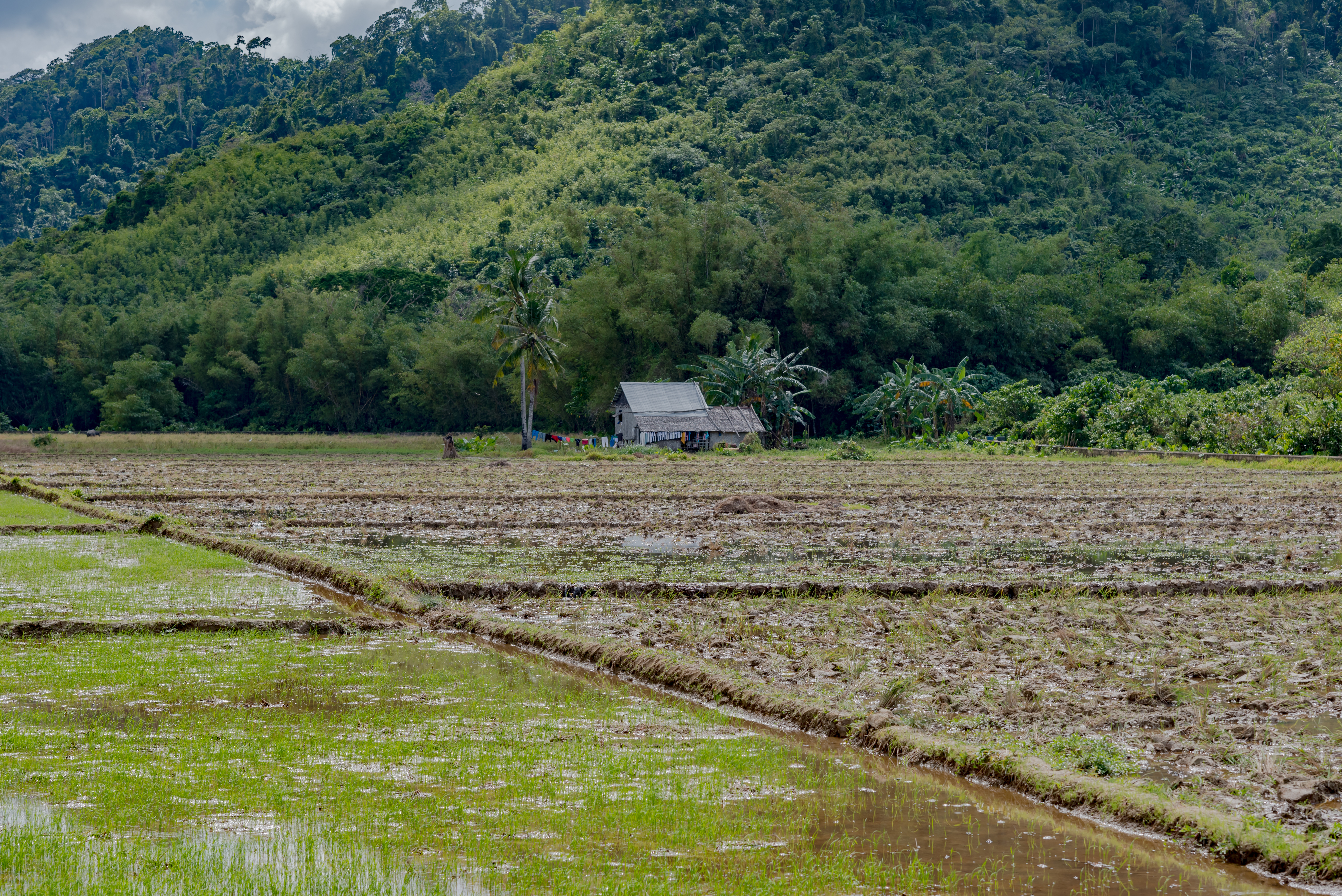 Rice Fields In The Green Forests Of The Philippines