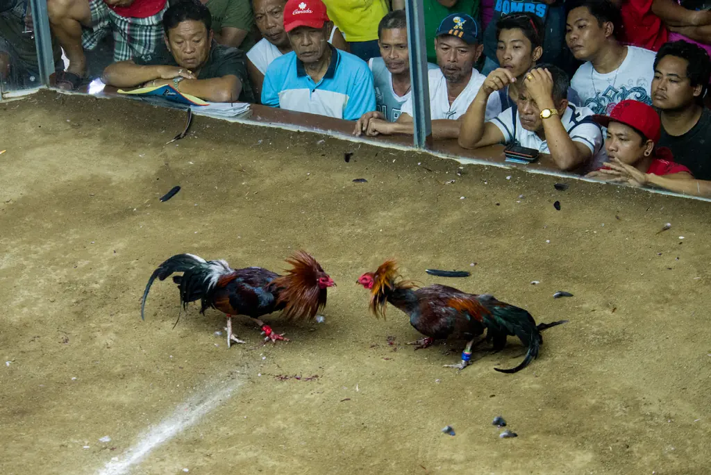 Sabong is cockfights are called in the native bisaya language a in filipino tradition