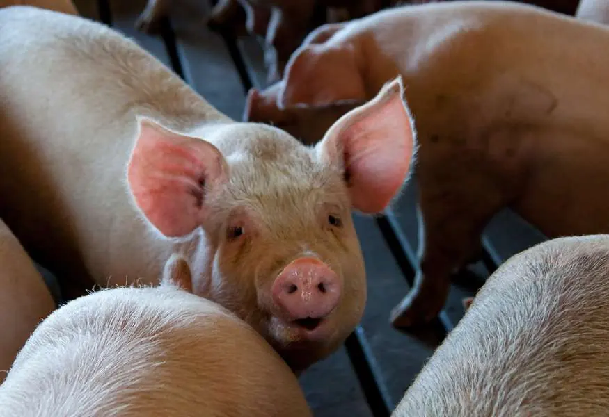 Schweine symbolbild