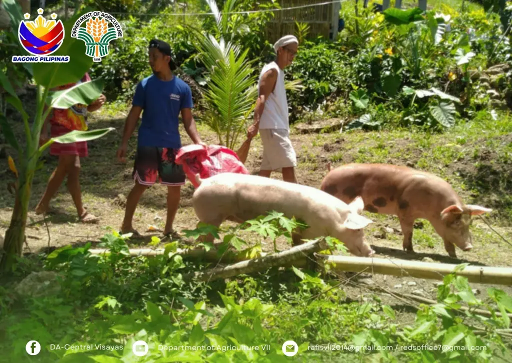 cebu-asf-hog