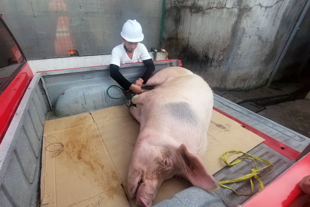itogon pork1