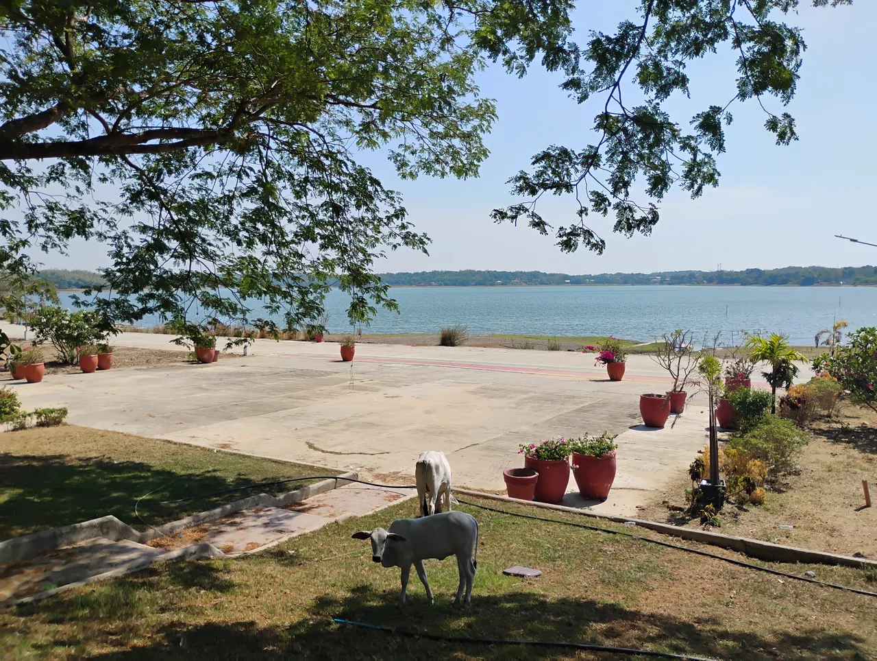 Paoay Lake mit Bäumen am Ufer und zwei Rindern im Vordergrund