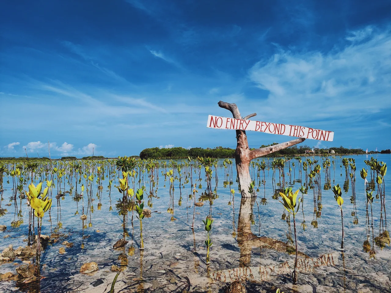 Junge Mangroven im seichten Küstenwasser bei Immuki Island in Balaoan