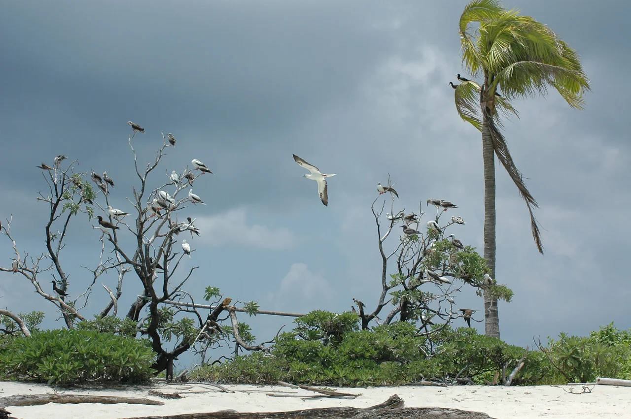 Seevögel zwischen niedriger Vegetation im Tubbataha Reefs Natural Park